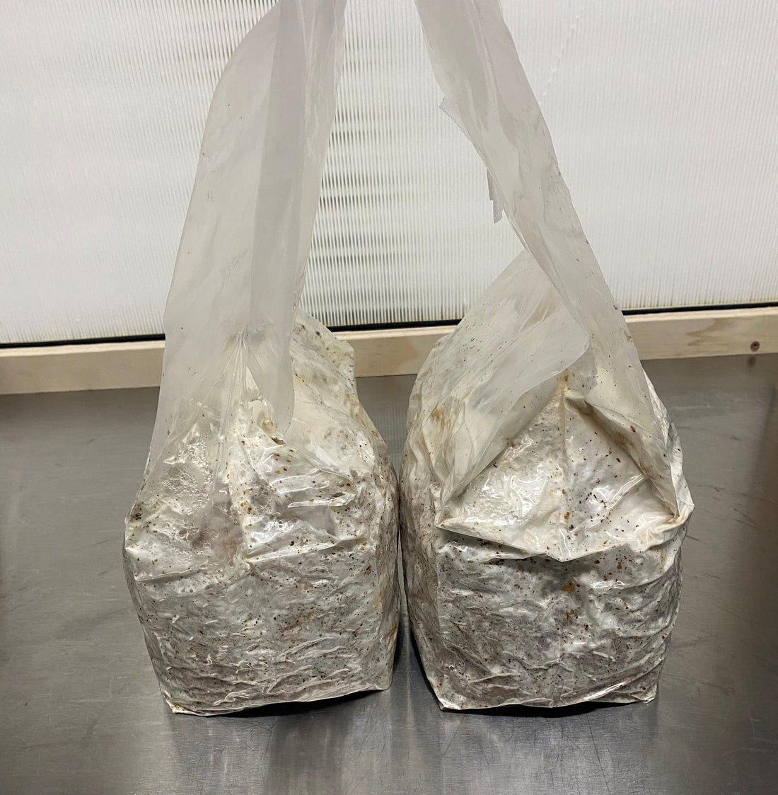 How to Grow Mushrooms at Home with an All-In-One Grow Bag