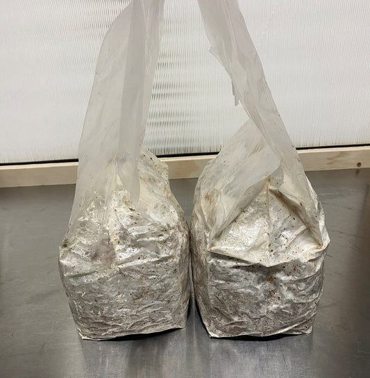 How to Grow Mushrooms at Home with an All-In-One Grow Bag