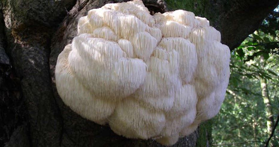 Lion’s Mane (Hericium erinaceus): The Brain Boosting Mushroom