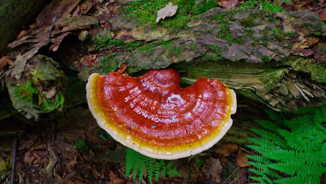 Reishi (Ganoderma lucidum): The Mushroom of Immortality