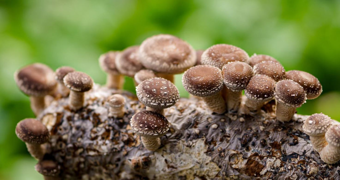Shiitake (Lentinula edodes): The Savory Superfood Mushroom