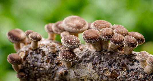 Shiitake (Lentinula edodes): The Savory Superfood Mushroom