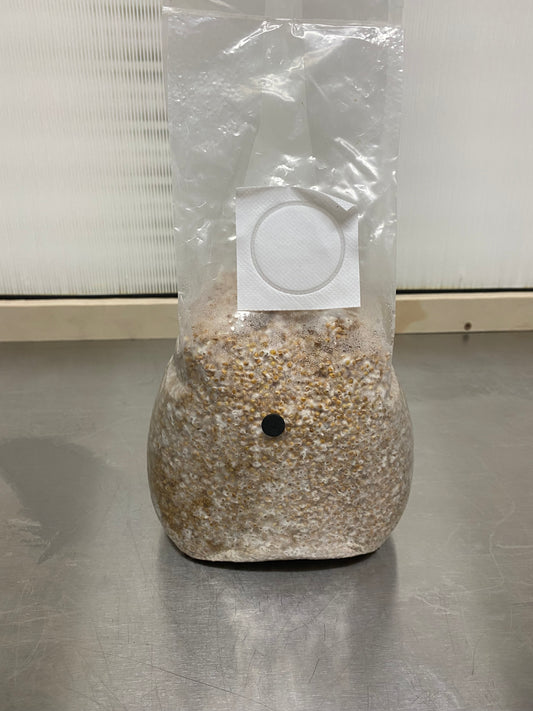 Fully Colonized Mushroom Grain Spawn