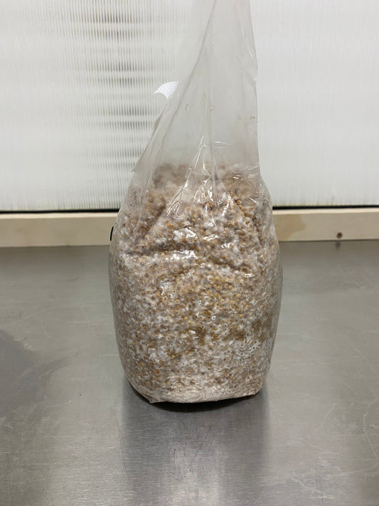 Fully Colonized Mushroom Grain Spawn