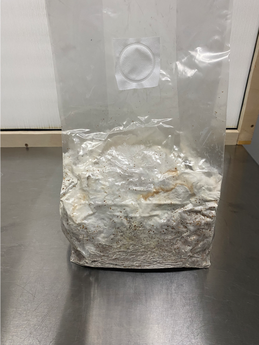 Shiitake All-In-One Grow Bag