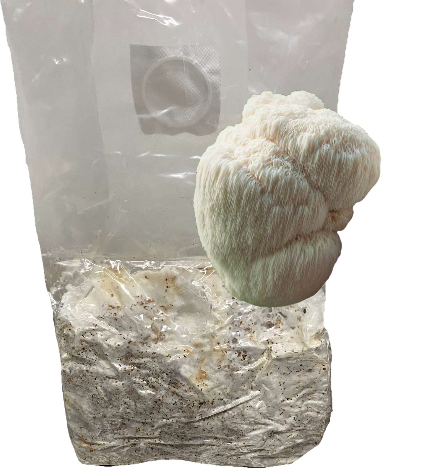 Lion’s Mane All-In-One Grow Bag