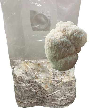 Lion’s Mane All-In-One Grow Bag