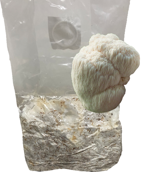 Lion’s Mane All-In-One Grow Bag