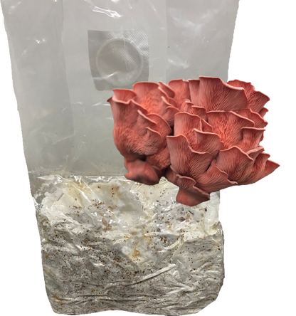 Pink Oyster All-In-One Grow Bag