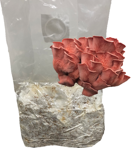 Pink Oyster All-In-One Grow Bag