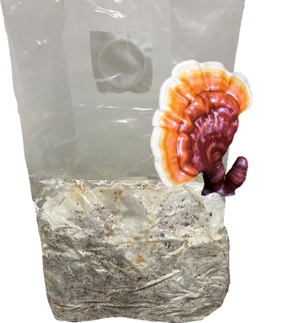 Reishi All-In-One Grow Bag