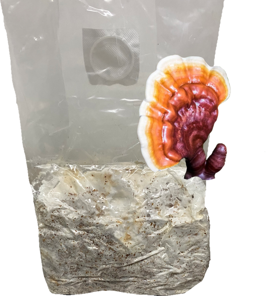 Reishi All-In-One Grow Bag