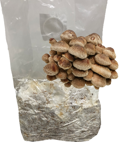 Shiitake All-In-One Grow Bag