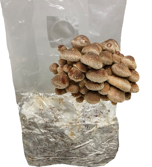 Shiitake All-In-One Grow Bag