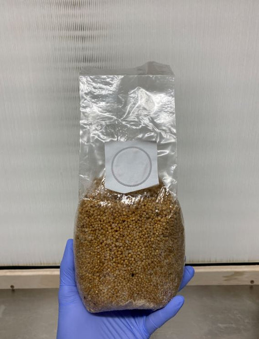 Sterilized Grain Bags with Filter Patch and Injection Port (White Millet)