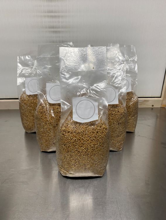 Sterilized Grain Bags with Filter Patch and Injection Port (White Millet)