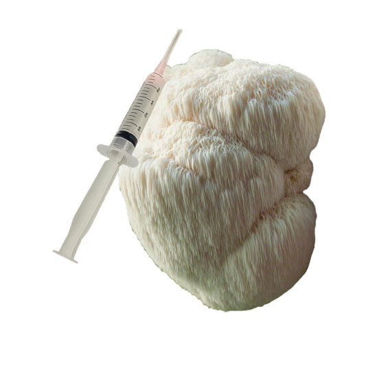Lions Mane Mushroom Liquid Culture
