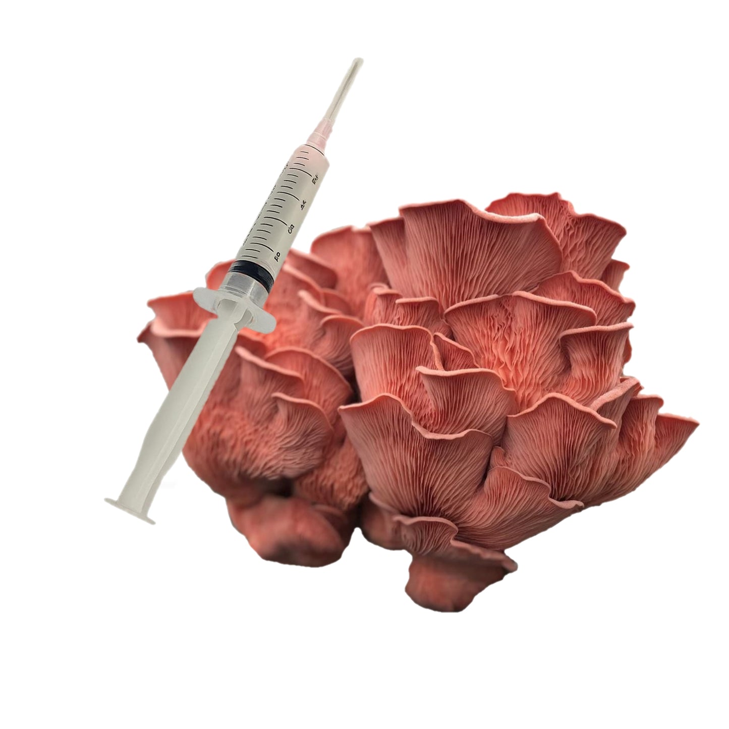 Pink Oyster Mushroom Liquid Culture