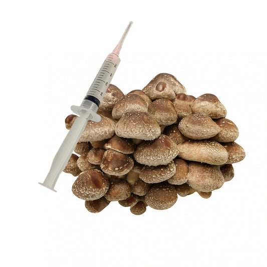 Shiitake Mushroom Liquid Culture